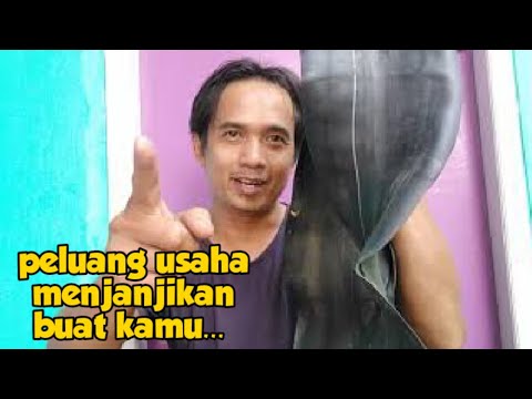 download lagu mp3 mp4 Marset, download lagu Marset gratis, unduh video klip Marset