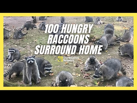 Woman Calls 911 When 100 Hungry Raccoons Surround Her Home