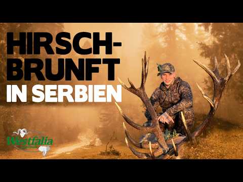 Weltklasse-Jagdrevier in Serbien im Westen der Vojvodina – Rothirsche in freier Wildbahn