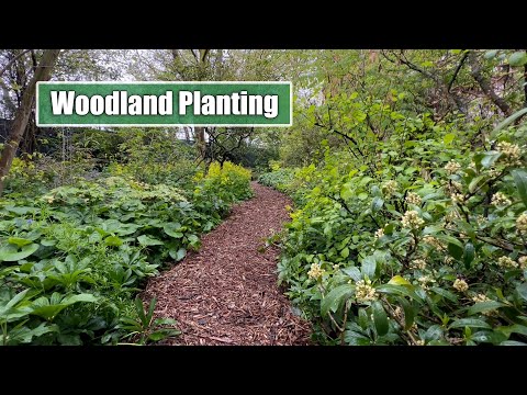 Tips and Tricks for Woodland Planting | My Favourite Perennials for Woodland Style & Conditions