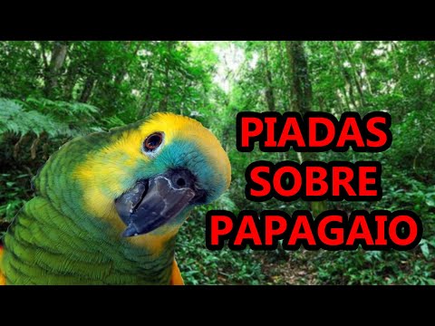 Jokes about parrots by comedian Thiago Dias