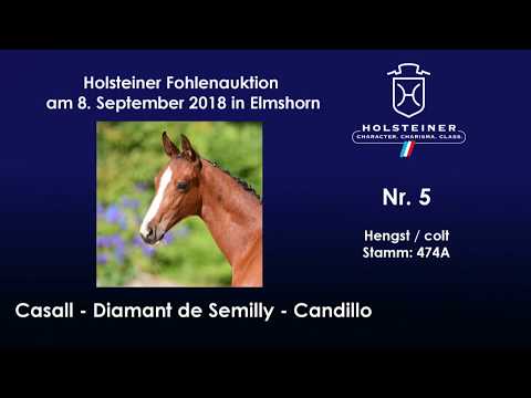 Holsteiner Fohlenauktion | Nr. 5 v. Casall - Diamant de Semilly