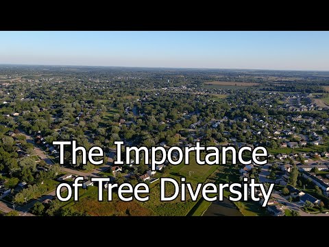 Why Tree Diversity Matters