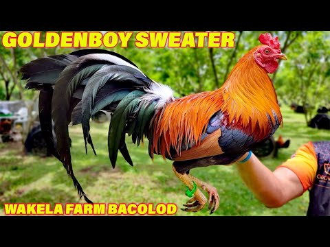 Beautiful Golden Boy Sweater Raptor Buddy Baughman 20k Grand Kelso - Wakela Farm
