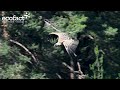 Griffon Vulture (Gyps fulvus) in the Spanish Pyrenees (4K)