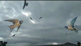 Download lagu suara burung sriti walet terbang mp3