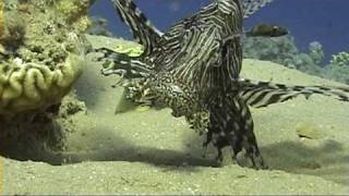 Made by Me Myself and I....Samples from my Videos( Egypt....Hurghada,Sharm El Sheikh 2009)