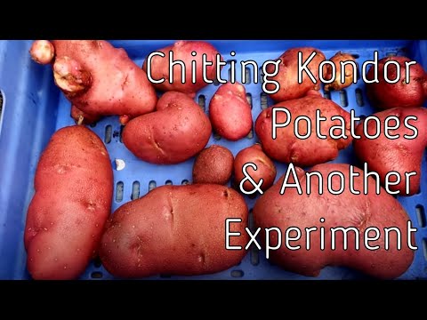 Chitting the Kondor Seed Potatoes and A Chitting Experiment