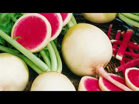 Rettich (Raphanus sativus var. sativus) - Beschreibung, Aussehen, Ansprüche, Anbau und Pflege