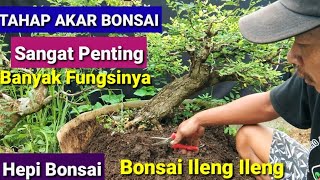 Download lagu Tahap Akar Bonsai Ileng Ileng Di Ground mp3