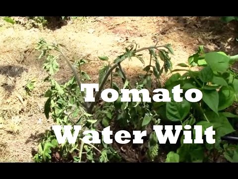 , title : 'What Water Wilt in Tomatoes Looks Like! Yikes.'
