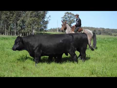 Cabaña "La Cruz" Angus de José Duhalde Ortiz