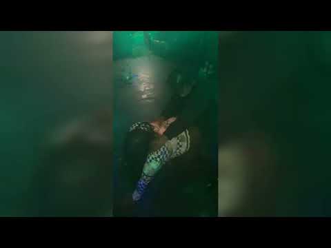 #shorts when you take an American to a Jamaican party(must watch)