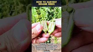 How to Harvest Sesame Seeds