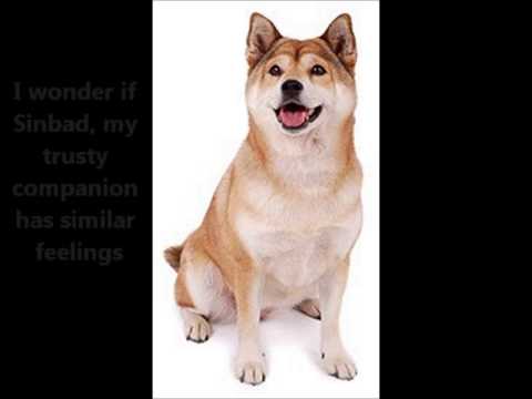 Shiba Inu