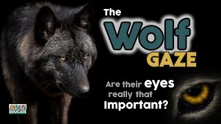 The Wolf Gaze 🐺 are wolf eyes really that important?