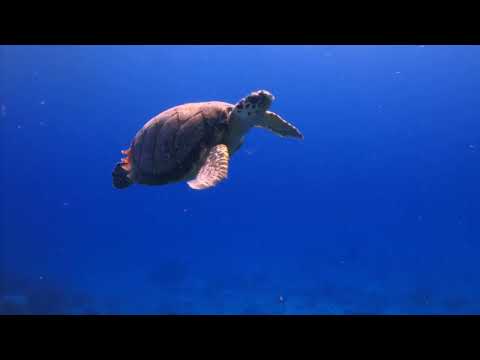 An Ocean of Life - the flagship Ocean event at #COP15