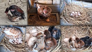22 Days Journey | From First Egg to Baby Chicks Hatching | Cinematic Poultry Story