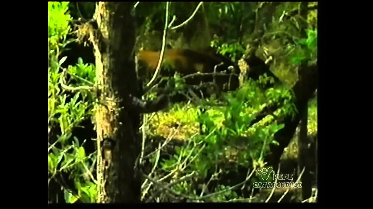 Amazônia Indomável {Fascículo 3} Os Jacarés e o Mercúrio