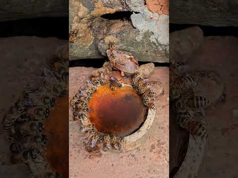 Winter Rescue for Honeybees