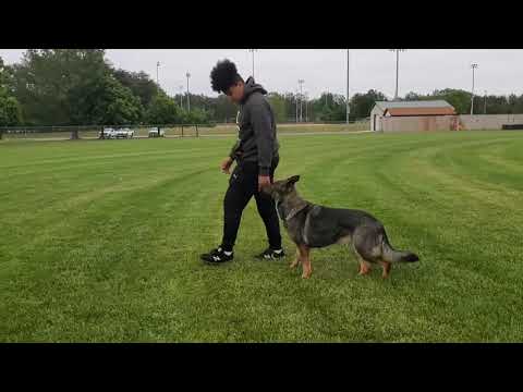 Obedience (AJ handling Isen and Devka)