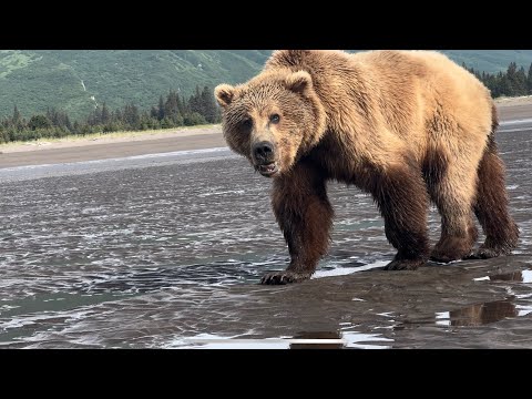 Bear Guide backs up HUGE male Grizzly