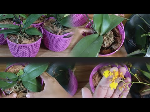 REPOTTING PHALAENOPSIS ORCHIDS || LOWLAND AREA