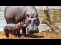 Hippo Fun Facts For Kids