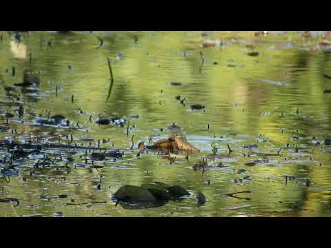Piojito Tiquitiqui (Serpophaga subcristata) dándose un baño - Esperanza Santa Fe 19/6/26