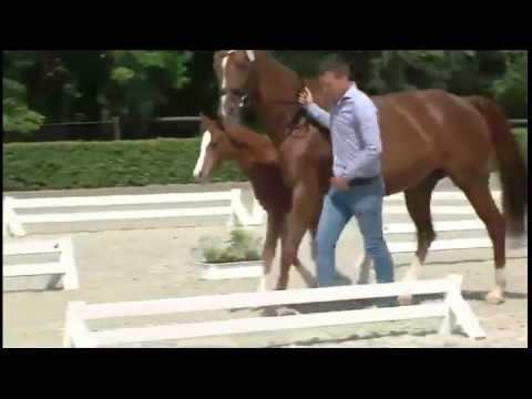 Ein typvolles mit sehr viel Charme &  Ausdruck angelegtes Stutfohlen von Edward!