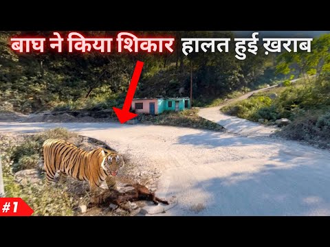 Tiger Attack Jim Corbett National Park | Dangerous Drive to Maidavan Forest | Marchula Tiger Attack 