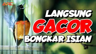 Download lagu MURAI BATU GACOR ‼️TEMBAKAN MEWAH SUPER PEDES MEMANCING MURAI BATU LAIN TAK MAU DIAM mp3