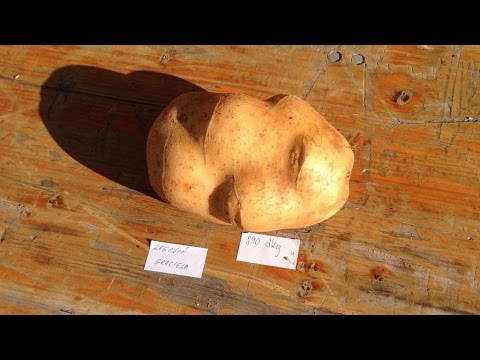 Granperijada Kaštelir