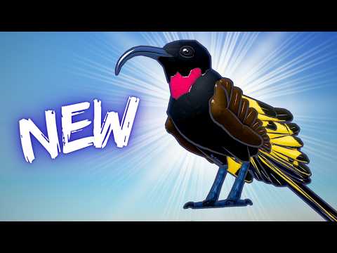 The NEW Sunbird is HERE on Feather Family!