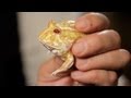 4 Cool Facts about Pac-Man Frogs | Pet Reptiles