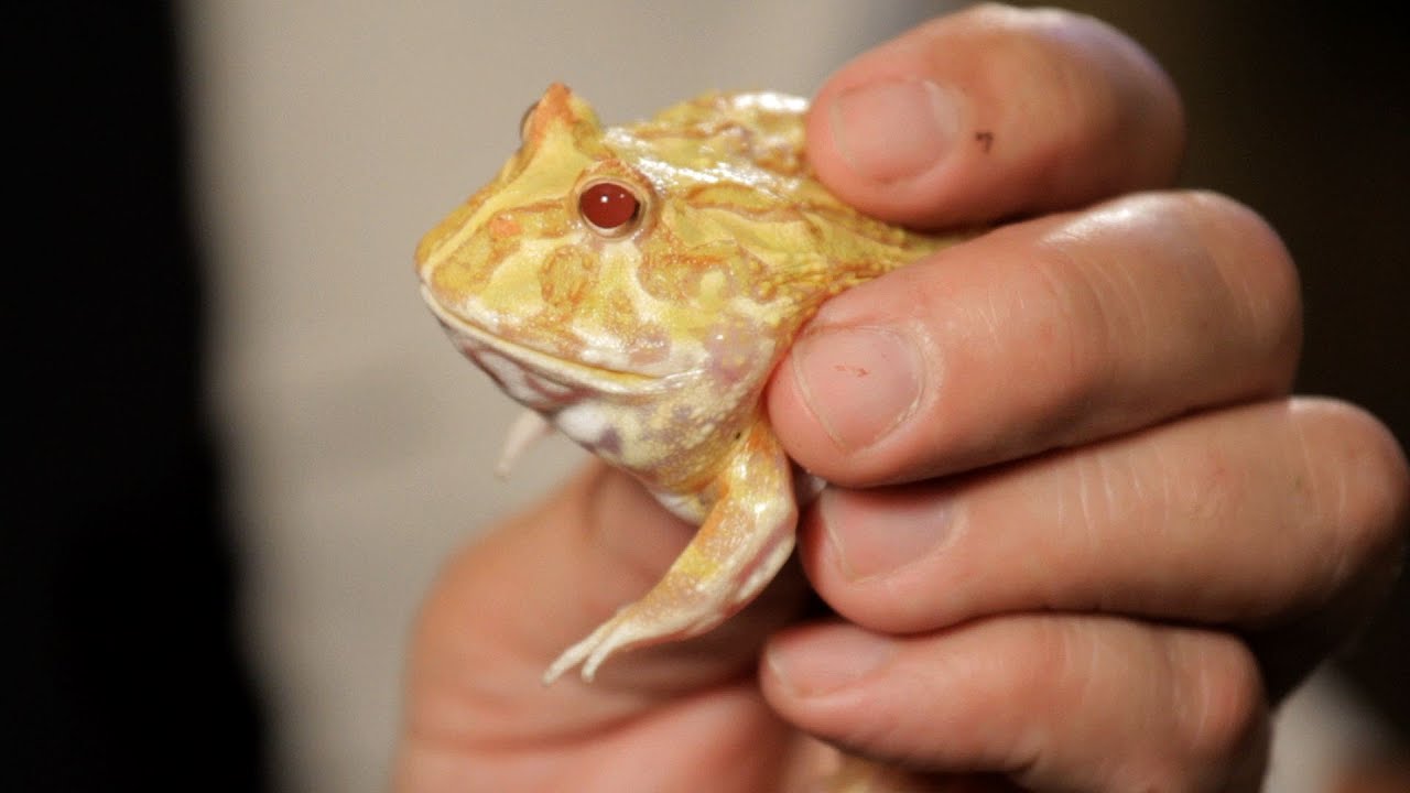 4 Cool Facts about Pac-Man Frogs | Pet Reptiles