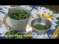 Shelling Peas - How to Grow, Harvest, and Store Them