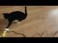 Get That Yellow Ribbon Tuxedo Cat Attacks Then Hides