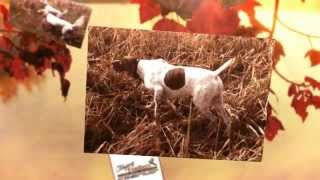 Flying Feathers LLC | Quail Hunting | Golden City, MO