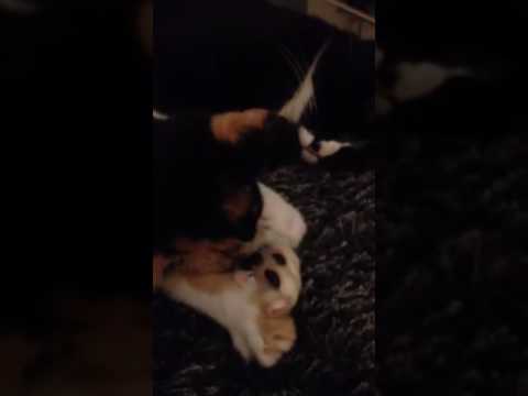 Cat soothes kitten with his carpal pad