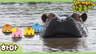 [엄마 까투리 한글놀이] 입이 큰 하마 🦛 | 자연관찰 | 동물도감
