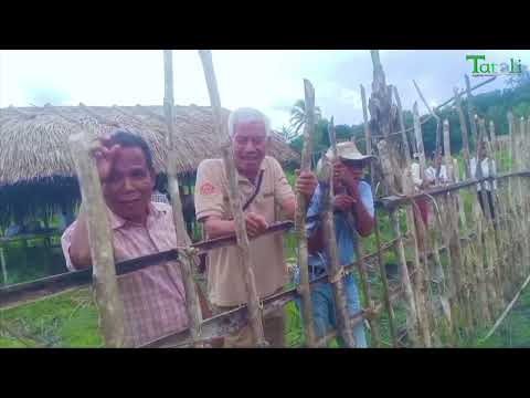 TATOLI ATUÁL- SMAPPF no autoridade Vikeke halo lansamentu kuda hare variedade Uaikana