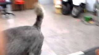 [問卦] 動物有罵髒話的概念嗎