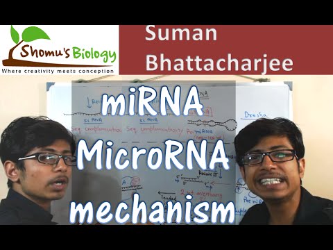 miRNA biogenesis | microRNA mechanism