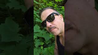 Wild Berry Identification: Spotting Edible Fruit