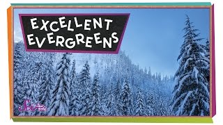 Excellent Evergreens