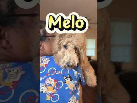 Thumbnail for Melo's video