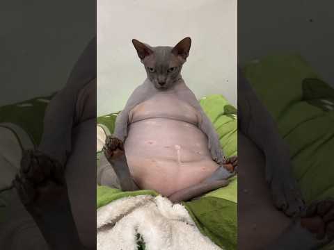 When Your Cat#new Turns Into a Snorlax!" 🤣🤣