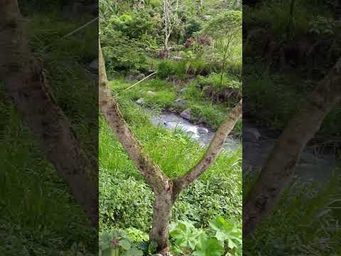 Tamahu Un Pueblo Mágico de Alta Varapaz#altaverapaz#tamahu#pueblomagico#tamahucoban..