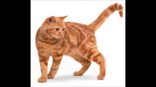 Download lagu Agnes Monica - si Meong mp3